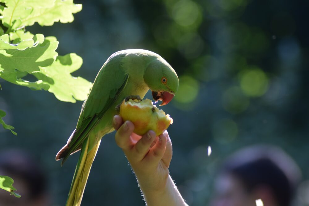 cuándo cambiar la comida de tus mascotas