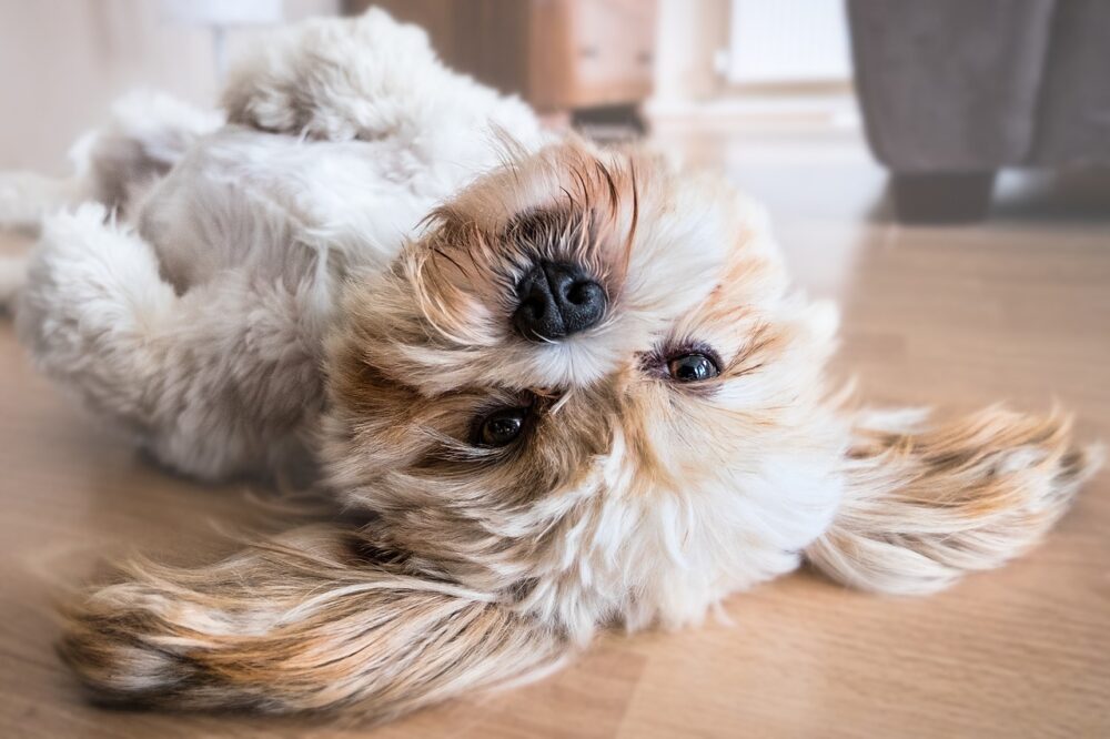 temperatura ideal en casa para un perro