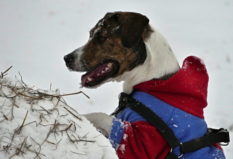 Garder les chiens au chaud en hiver