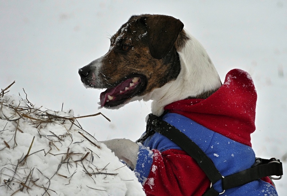 Abrigar a los perros en invierno