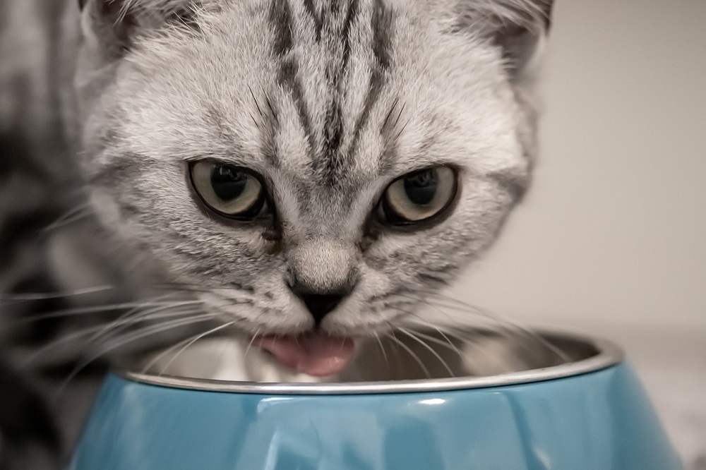 Problèmes d'alimentation des chats
