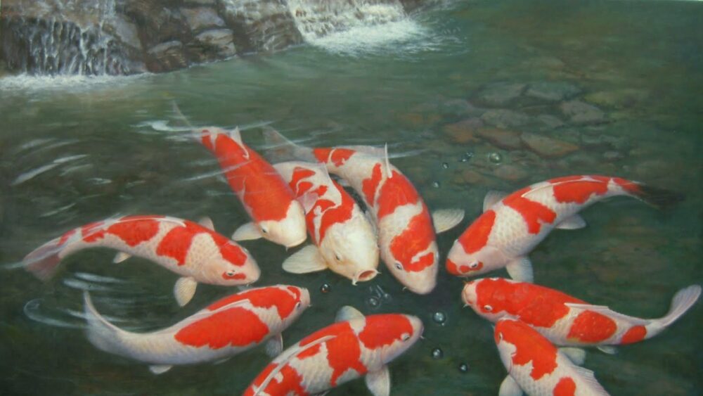 La carpe Koi