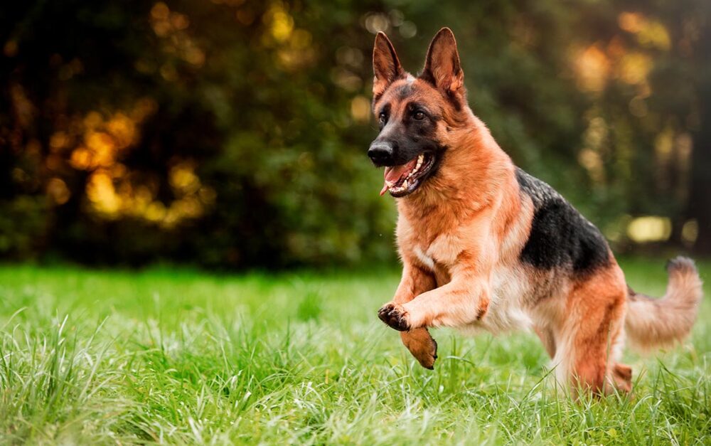 razas de perro más fáciles de educar