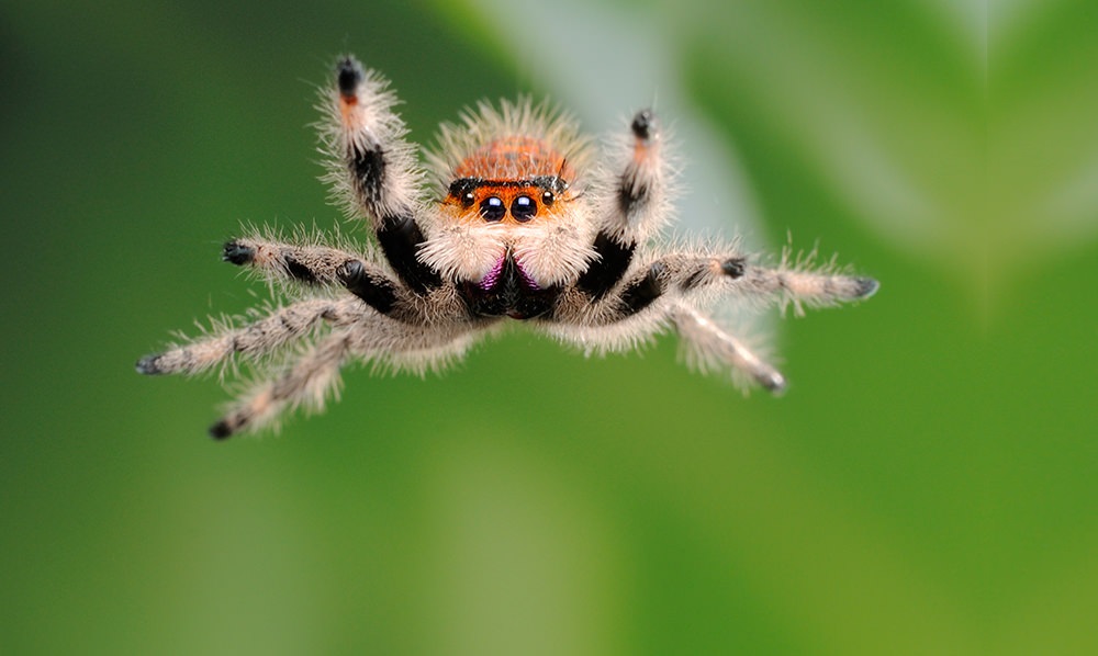 Une bonne raison de ne pas tuer les araignées qui vivent dans votre maison est qu’elles combattent les nuisibles.