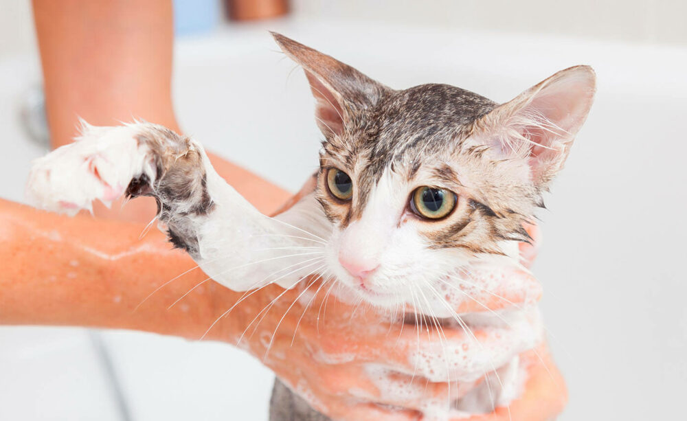 Cómo bañar a un gato