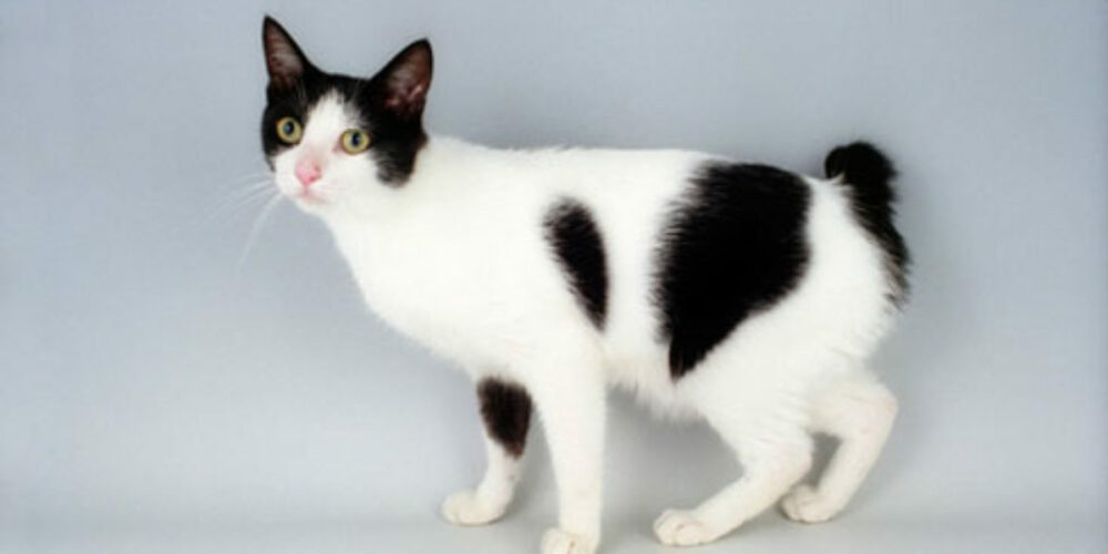 Chat Bobtail japonais