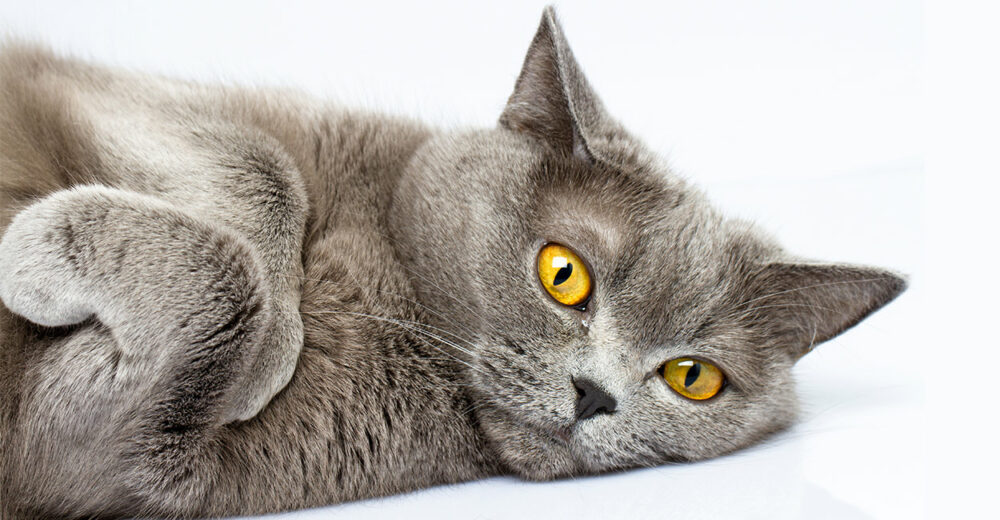 Chat British Shorthair