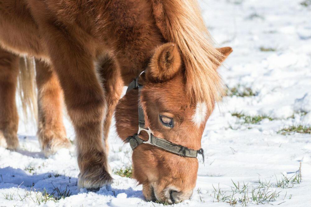 Cheval mangeant en hiver