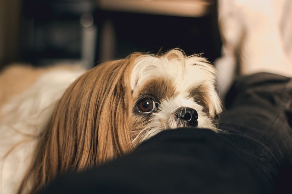 Comment dresser un chiot