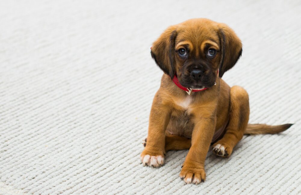 Cómo educar a un cachorro