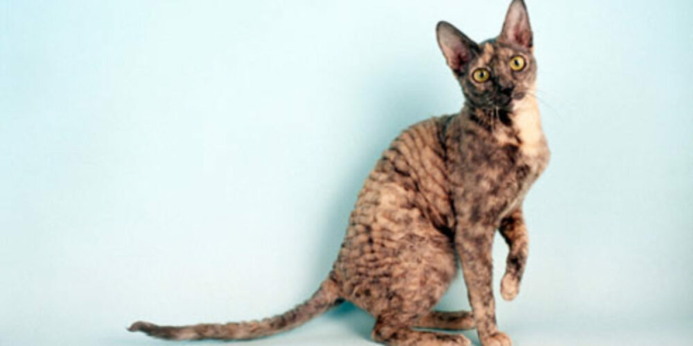 Cornish Rex, l'une des races de chats qui perdent le moins de poils