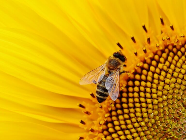 13 datos curiosos que tienes que conocer de las abejas