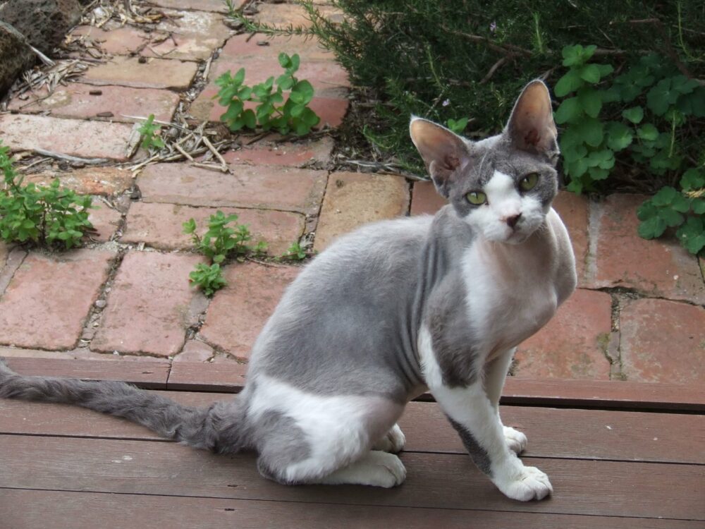 Devon Rex