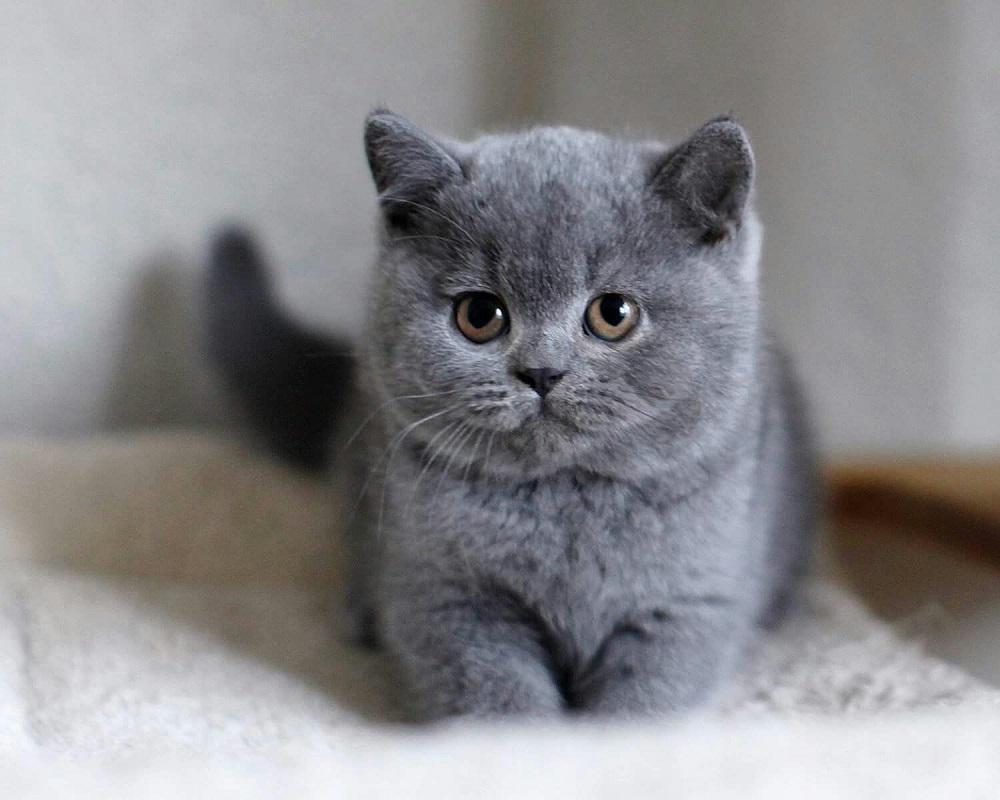 Qué razas de gato sueltan menos pelo