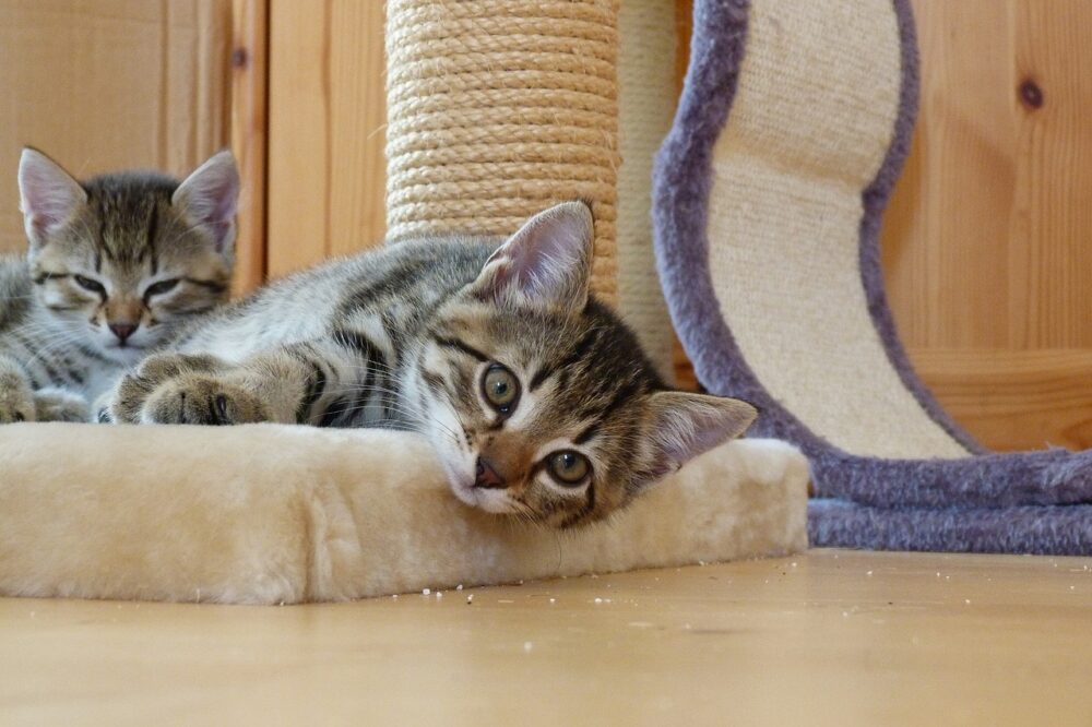 empêcher votre chat de griffer les meubles