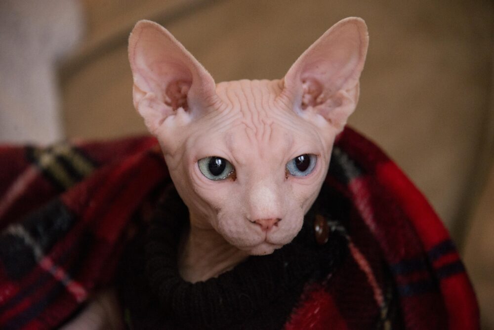 Quelles races de chats perdent le moins de poils ? Les Sphynx en font partie.