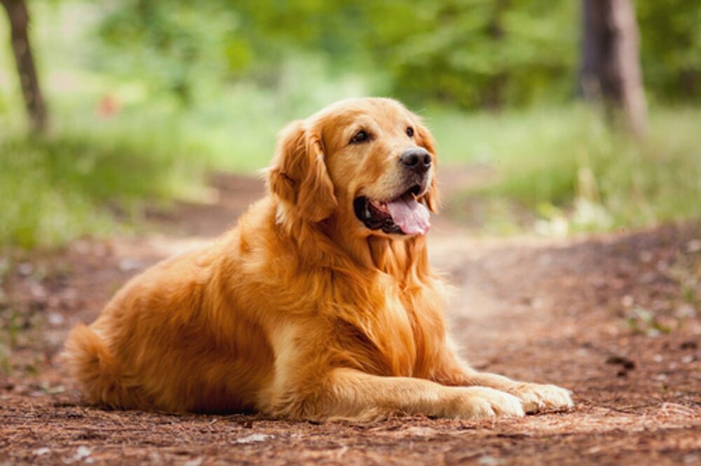 races de chiens les plus faciles à dresser