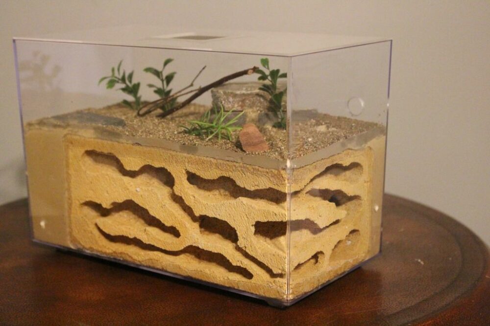 Cómo crear tu primera granja de hormigas