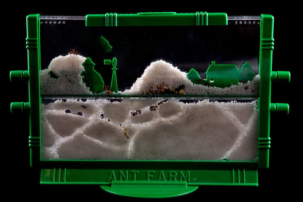 Ferme à fourmis en jouet