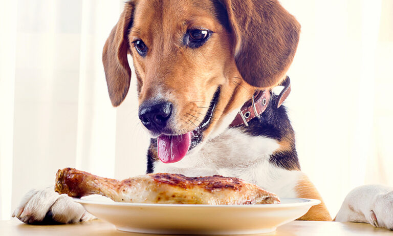 Síntomas de intoxicación alimentaria en perros