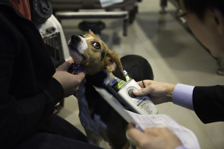 Llevar a tu mascota en transporte público