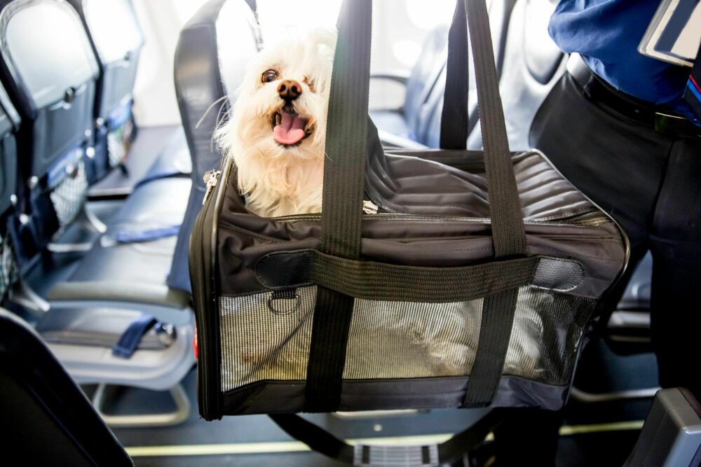 llevar a tu mascota en transporte público: cómo viajar en avión
