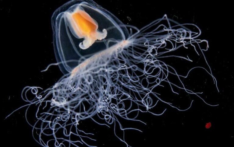 animales más longevos del mundo