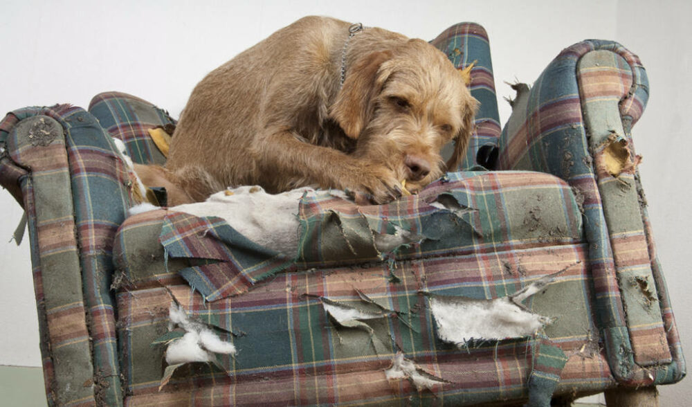 Cómo evitar que tu perro destroce tus muebles