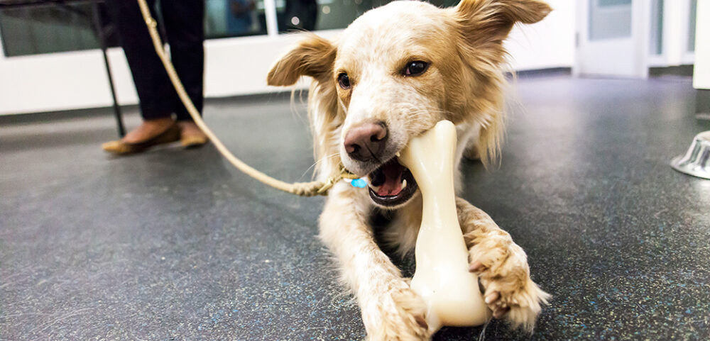 Achetez des jouets à mâcher pour empêcher votre chien de détruire vos meubles.