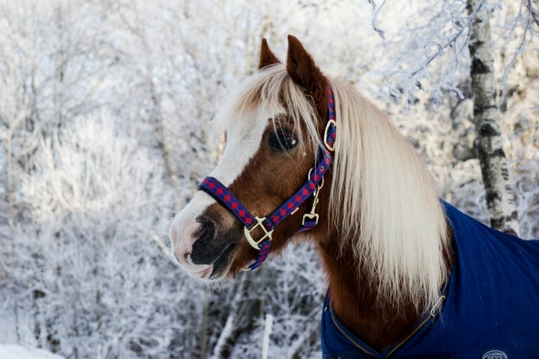 ¿Cuáles son los cuidados para un caballo en invierno?
