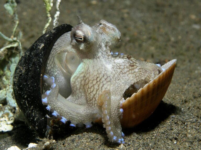 Los pulpos son uno de los animales más inteligentes
