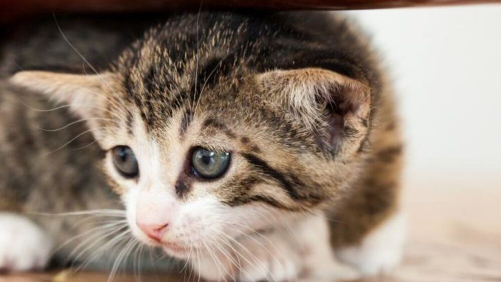 empêcher votre chat de griffer les meubles