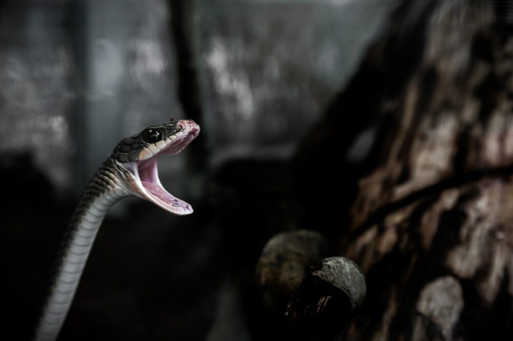 Por qué mi serpiente no come