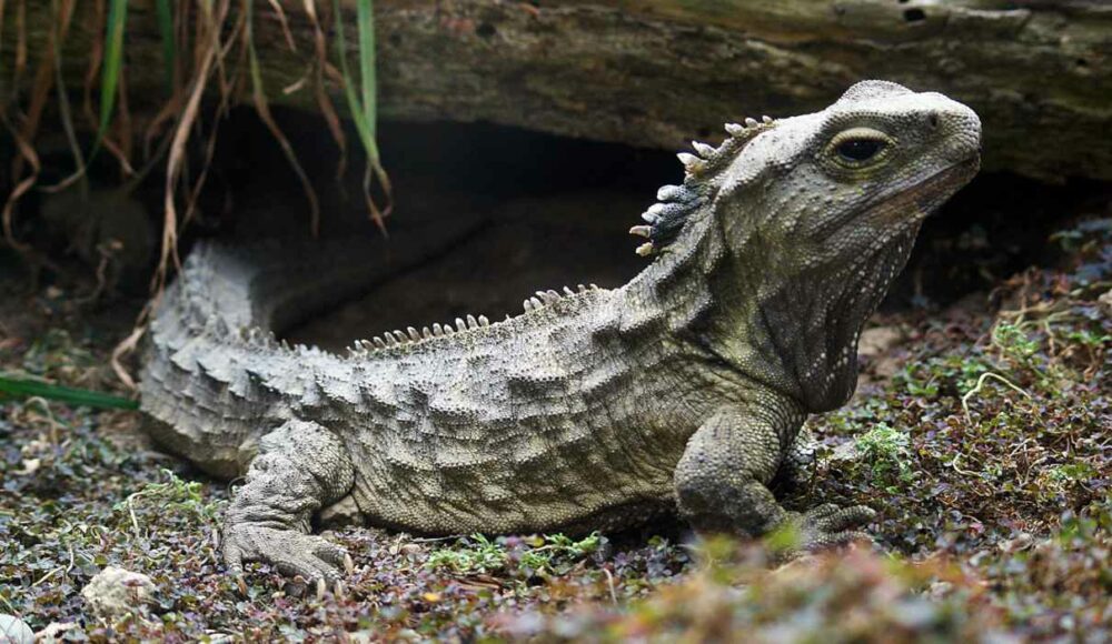 les animaux qui vivent le plus longtemps au monde