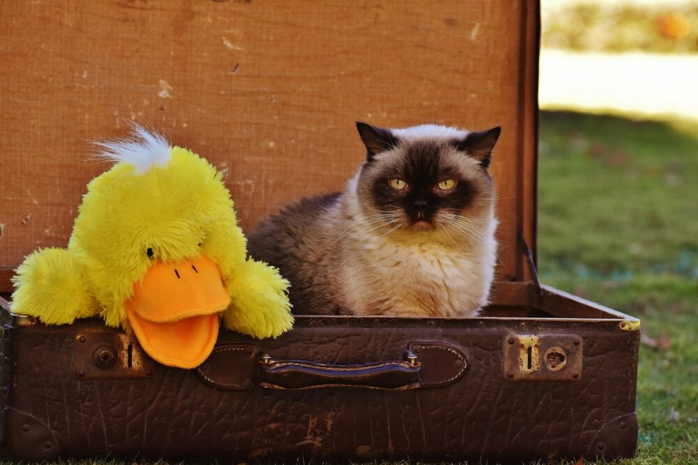 Viajar en avión con gato