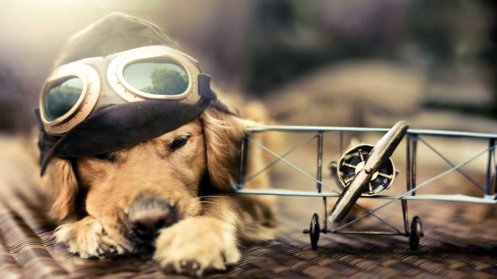 Voyager en avion avec un chien