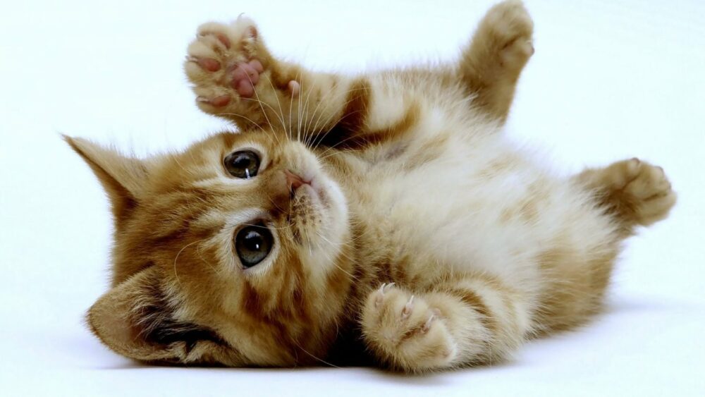 El refuerzo positivo, elemento clave para educar a un gato