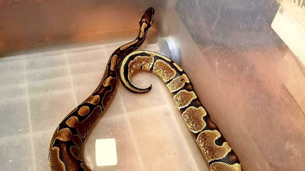 Avoir un serpent venimeux comme animal de compagnie est dangereux.