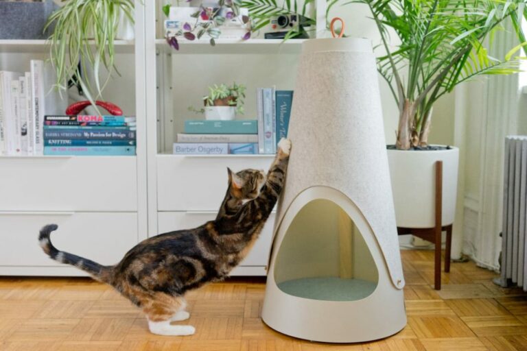 apprendre à un chat à utiliser le griffoir