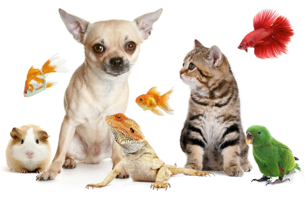 Los animales de apoyo emocional