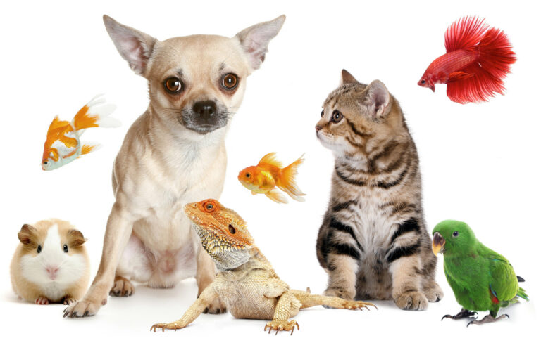 Los animales de apoyo emocional