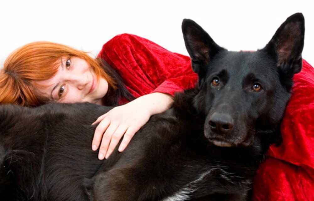 Animaux de réconfort ou de soutien émotionnel