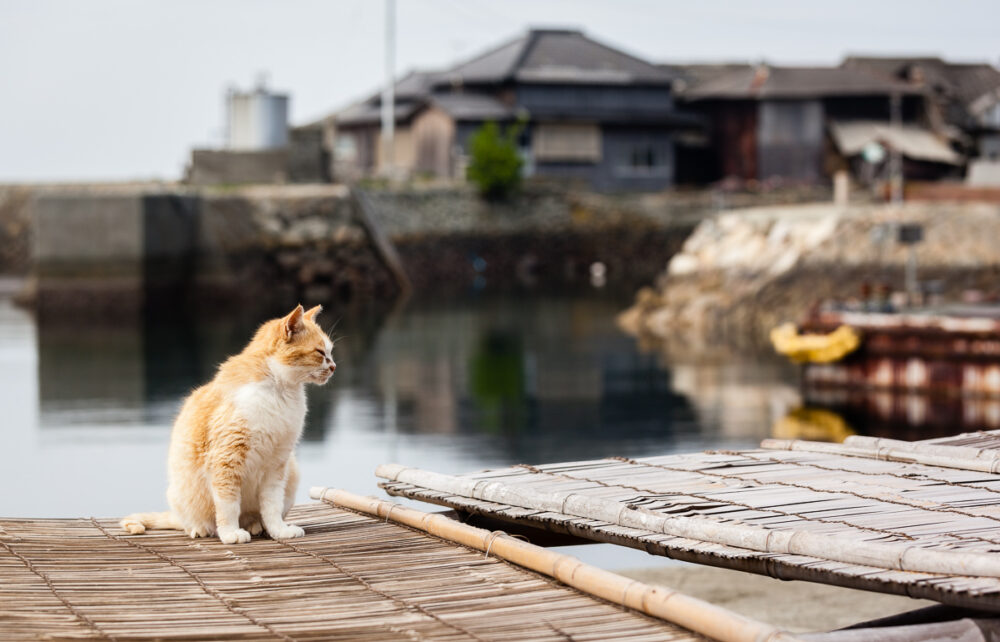 L'île aux chats au Japon