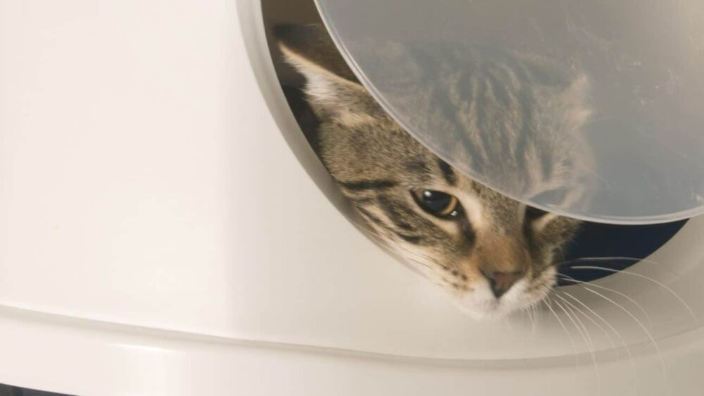 accessoires essentiels pour chats