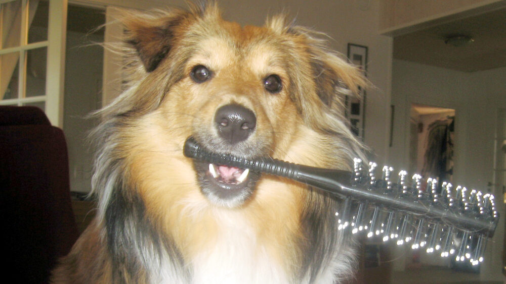 nettoyer les poils de chien ou de chat des meubles et des vêtements