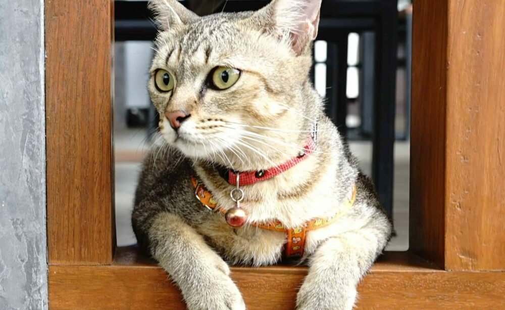 Complementos estéticos para gatos