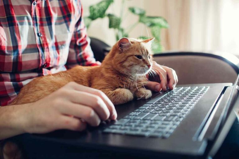 Comment dresser facilement un chat
