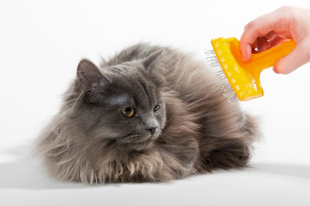 accesorios imprescindibles para gatos