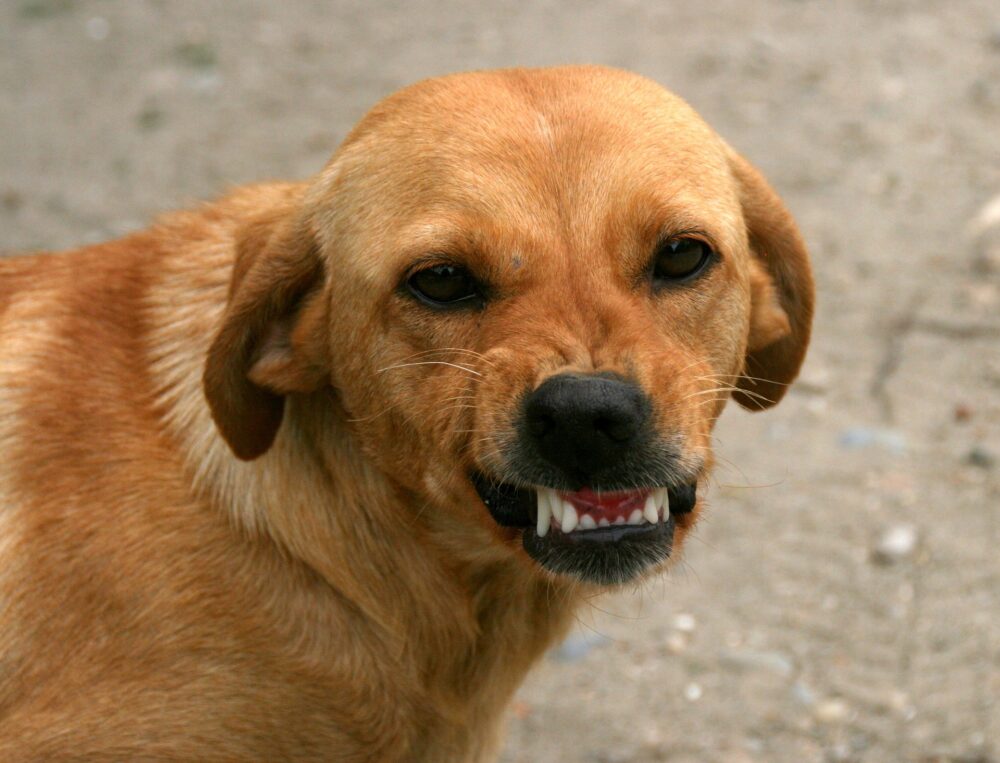 Si enseñan los dientes después de agarrarles el hocico es su forma de decir que le haces daño