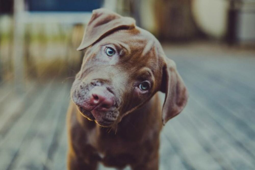 10 cosas que le rompen el corazón a tu perro sin que lo sepas